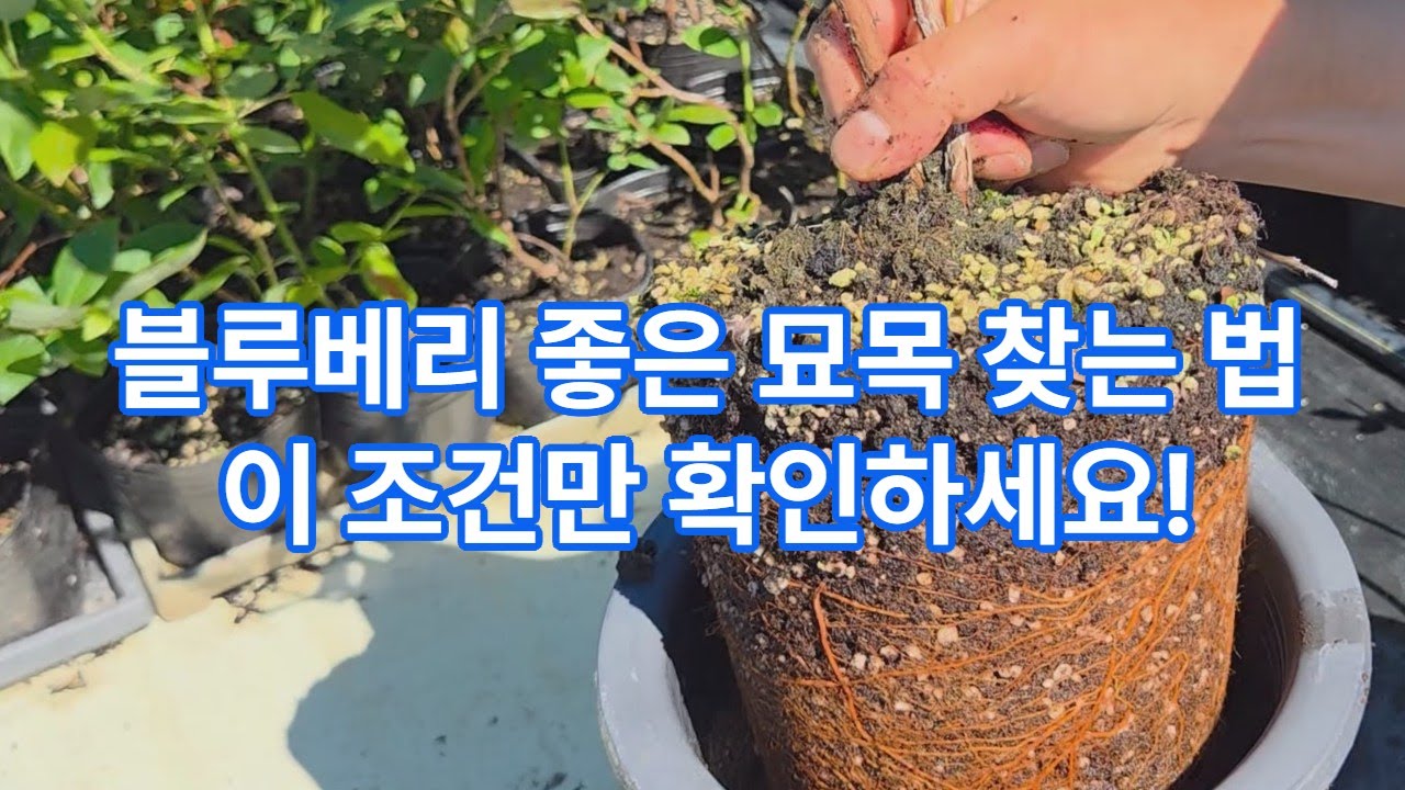 블루베리 좋은 묘목 찾는 법, 이 조건만 확인하세요!
