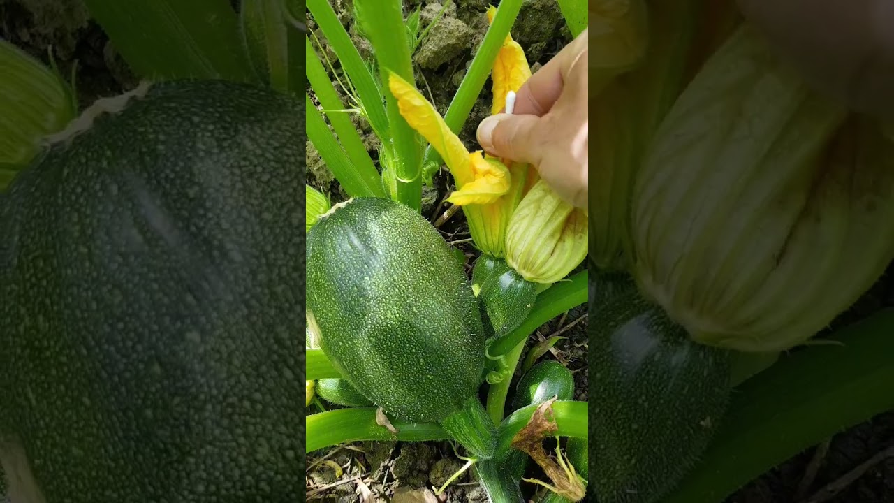 jardin juin 2024 polenisation manuelle courgette