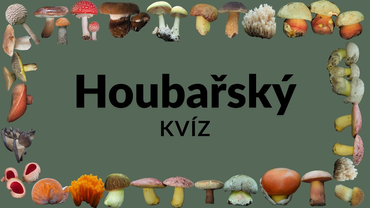 Víte, co patří do košíku? Otestujte si, jak se vyznáte v houbách z českých lesů.