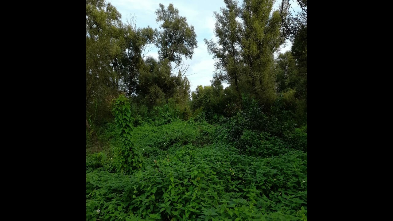Diemer Vijfhoek i (piano & field recording)