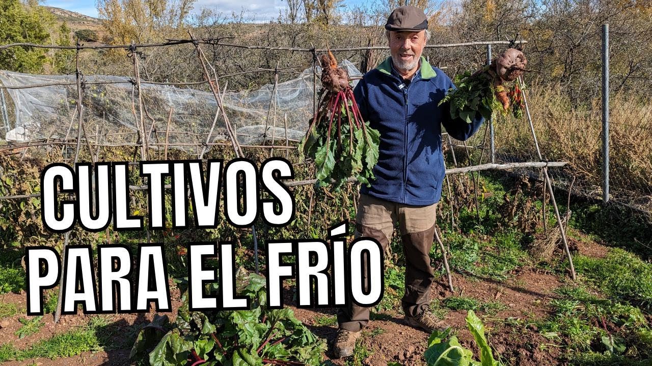 ¿Qué plantas soportan heladas ❄️ en la huerta?