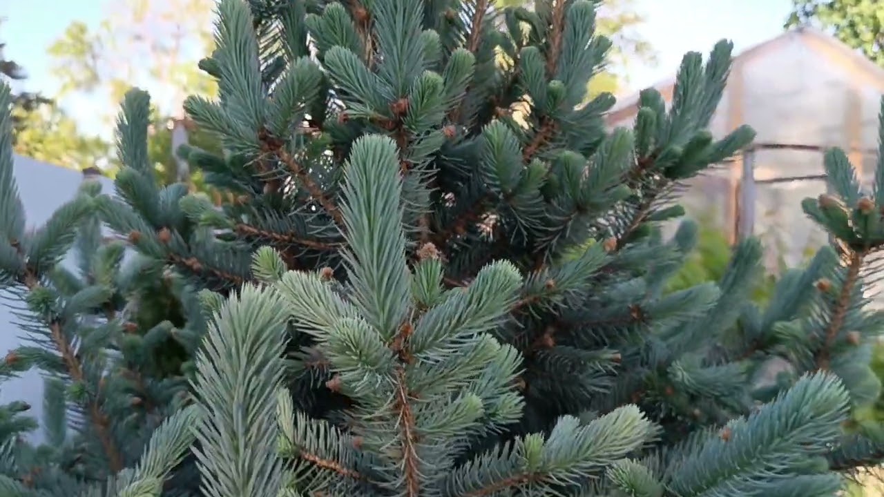 Ель Коника и  ель Glauka Globoza🌲🎄🌲