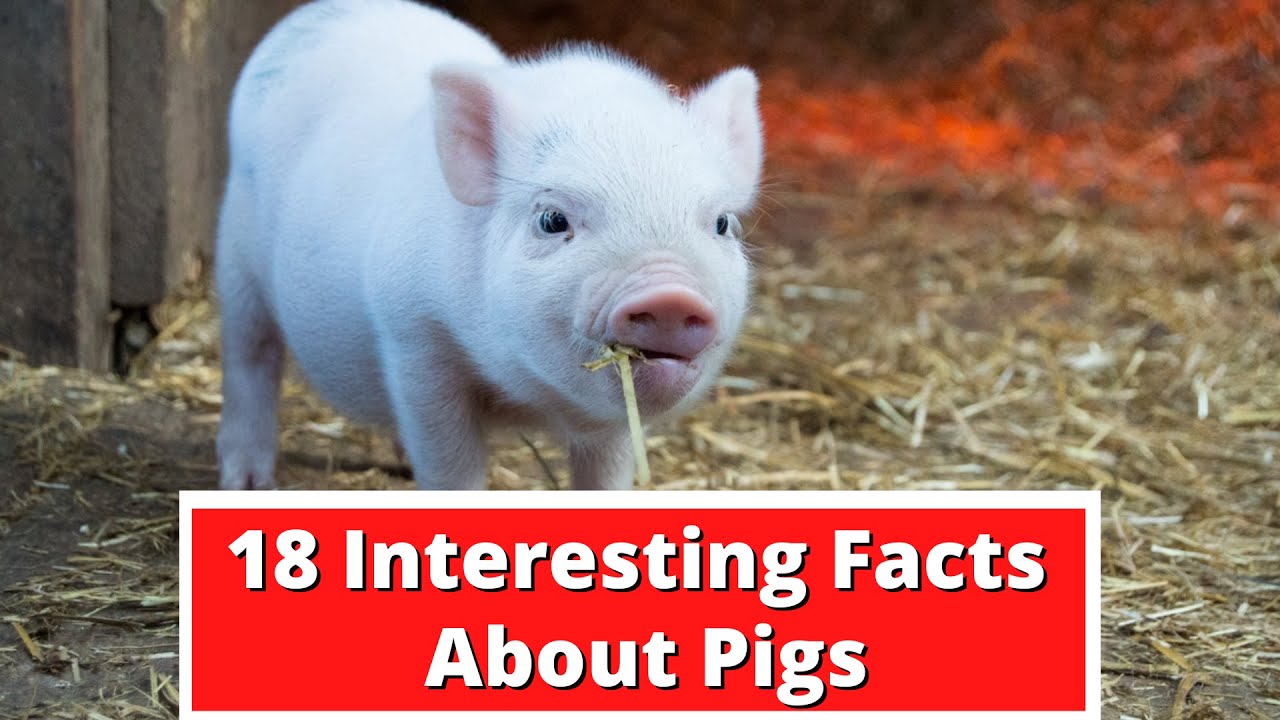 18 Interesting Facts About Pigs | Global Facts