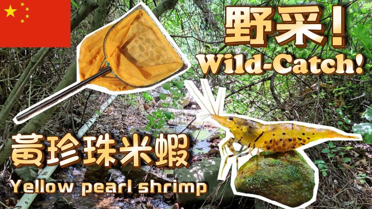 【中國野采】原來野生的黑殼蝦這麼漂亮！？｜【Wild-Catch in China】Catch beautiful shrimp in the wild of China