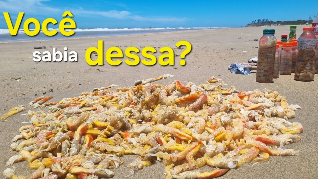 COMO SACAR, pegar CORRUPTO, melhor ISCA DO MUNDO para SUAS PESCARIAS de PRAIA ou COSTÃO.