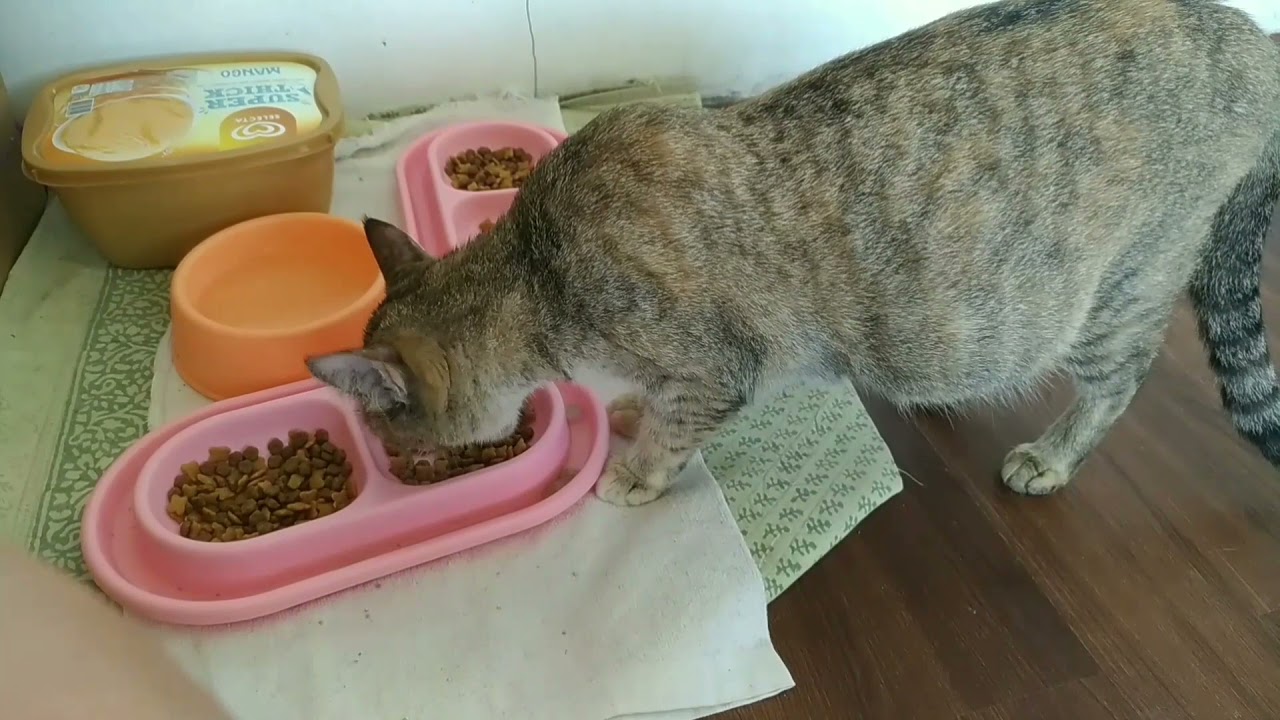 CAT PREGNANT PRE-LABOR SIGNS