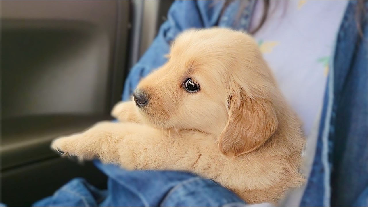子犬を迎えて7日目、突然元気がなくなりました😭💦【ゴールデンレトリバー】#7