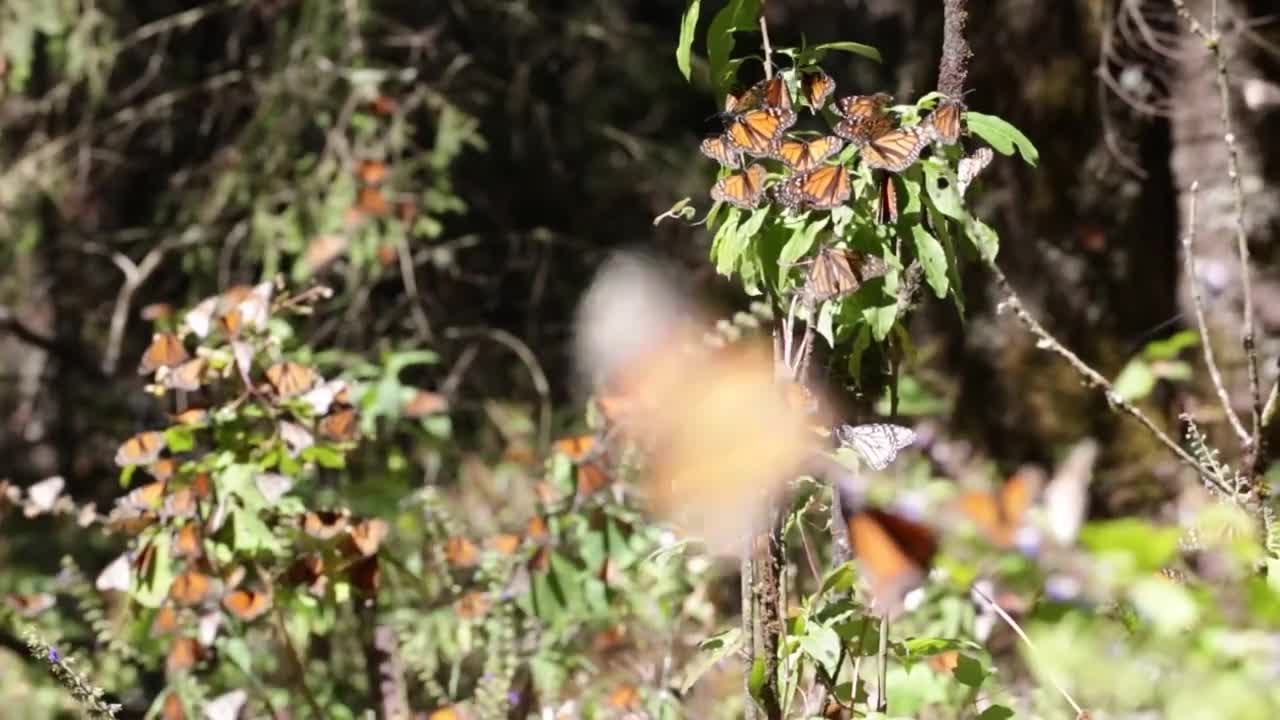 Migración de las mariposas monarca podría peligrar