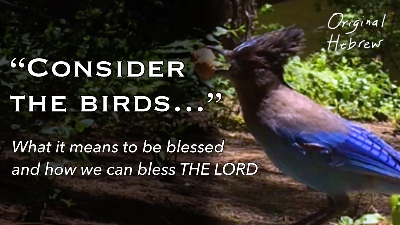 Consider the Birds | The Hebrew Meaning of Being Blessed [Excerpt]