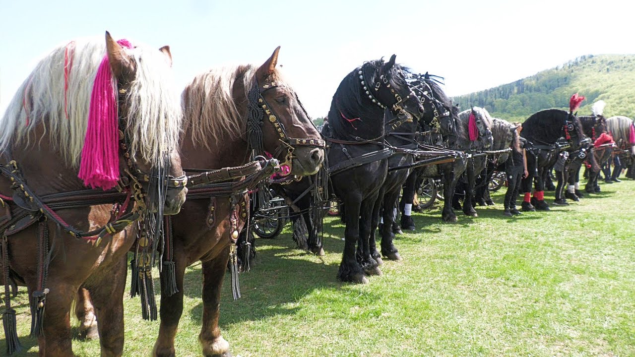 Târg expozițional de cai Gura Putnei-Bucovina 23 Aprilie 2025 ep 2