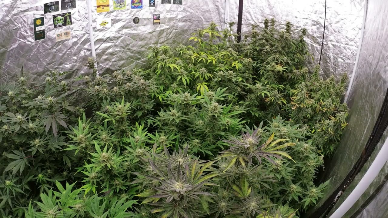 Great Budz . Amazing Stacking 1.2m x 2.4m x 2m Tent Full of Nugs