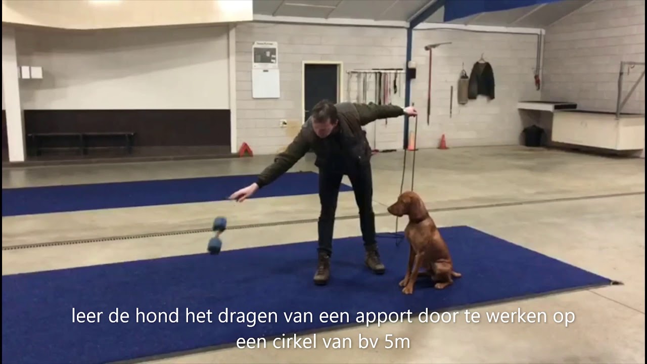 De Breborgh interne training vizsla reu 1 jaar