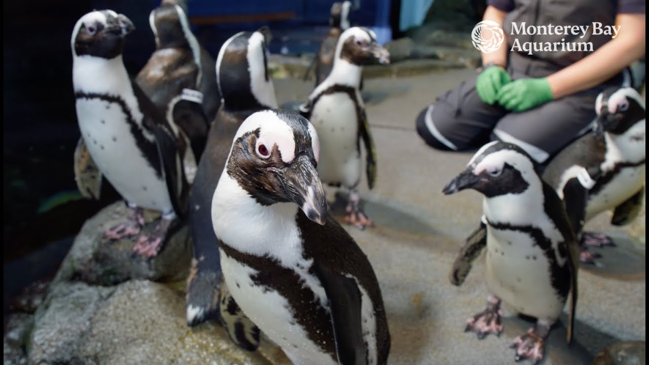 Meet our African penguins