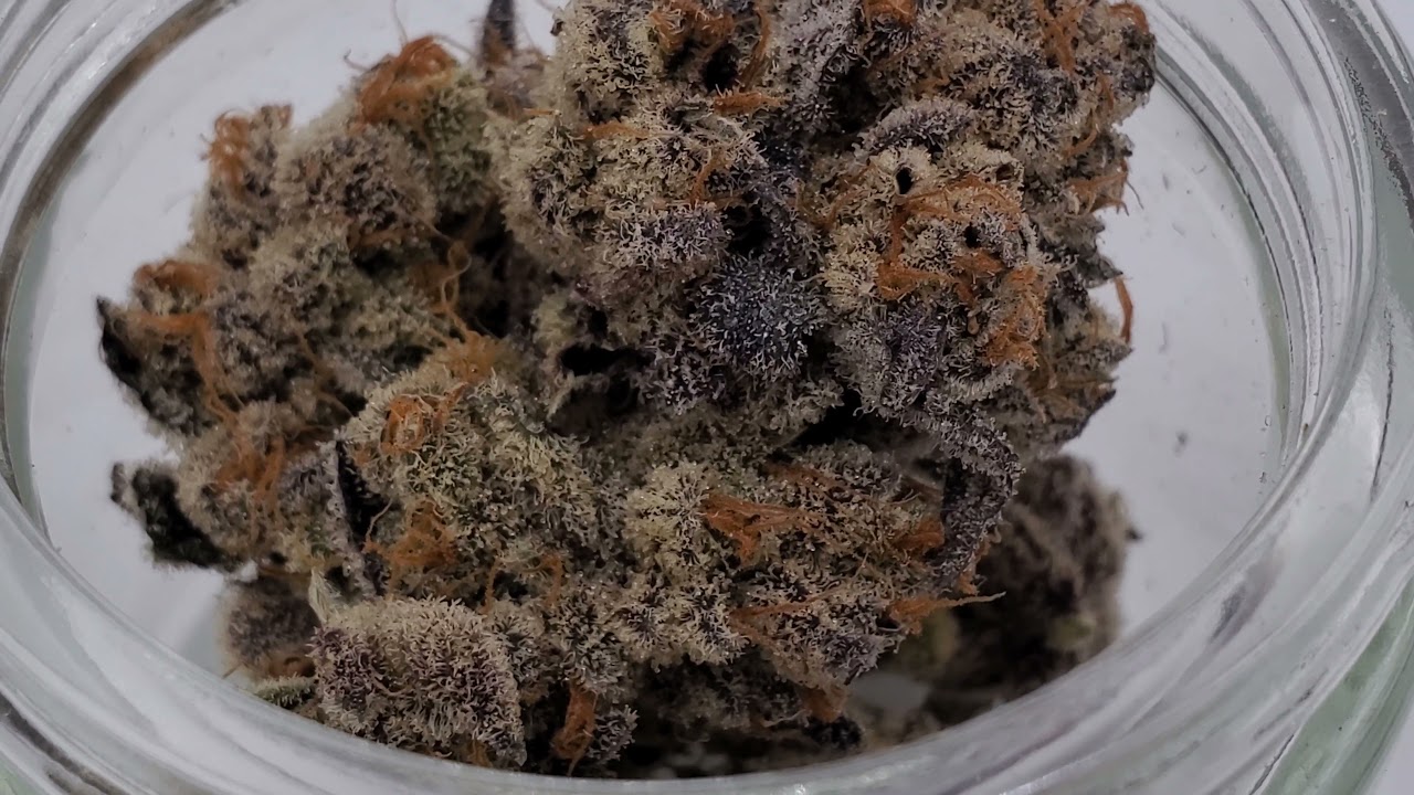 Slurricane IX Pheno #8 - Inhouse Genetics- Rootbase