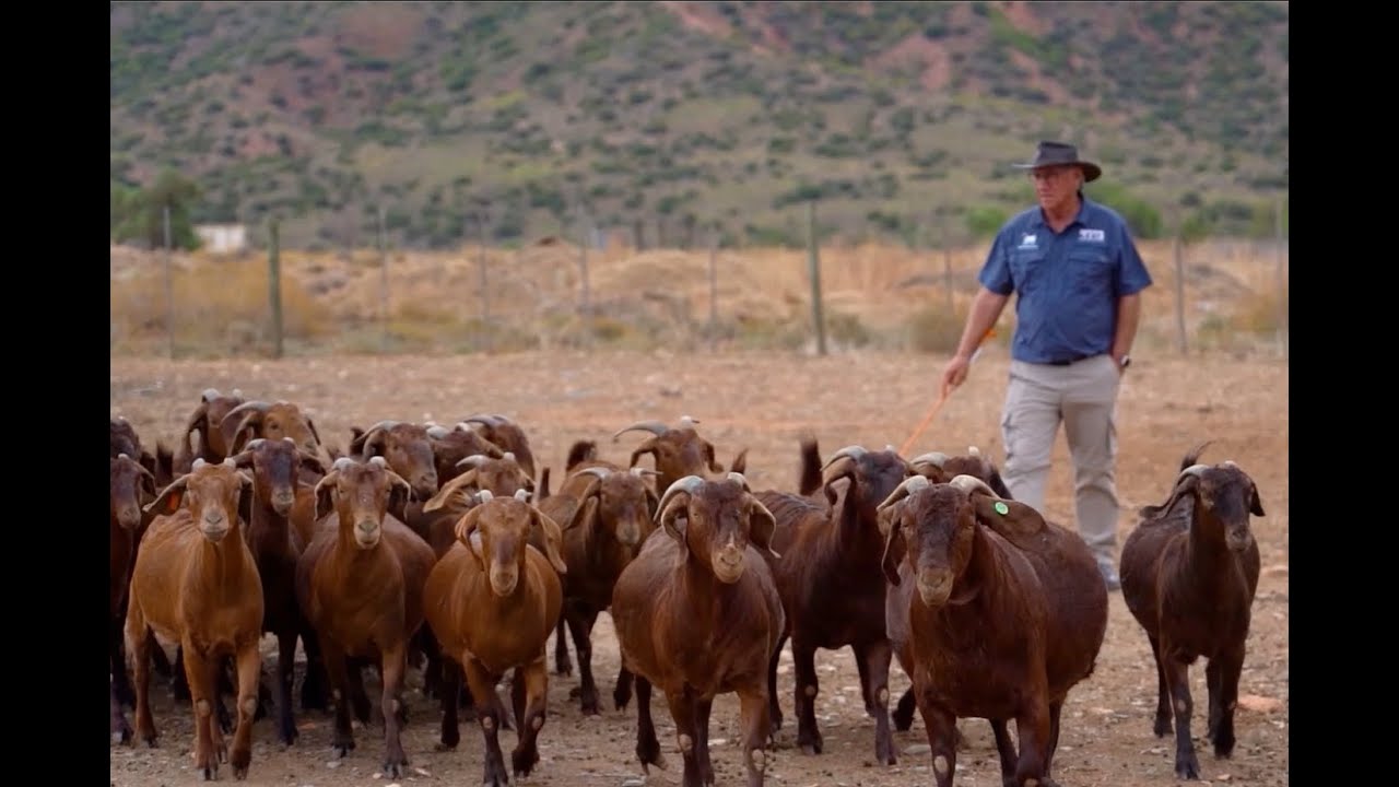 WATCH | Gerrie Ferreira exports top Boer goats