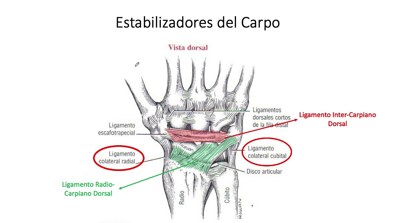 Biomecánica y Función de la Muñeca