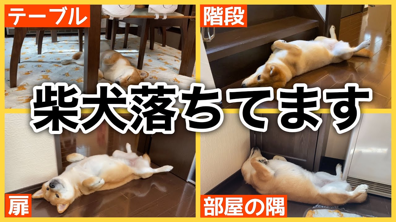 柴犬落ちてます【落ち柴】