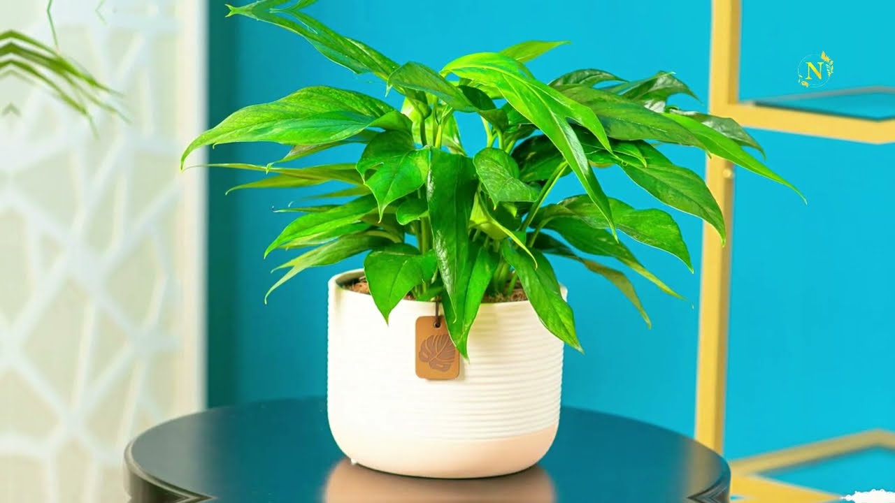 Easy Baltic Blue Pothos Care Tips Anyone Can Do! | Beginner-Friendly Guide