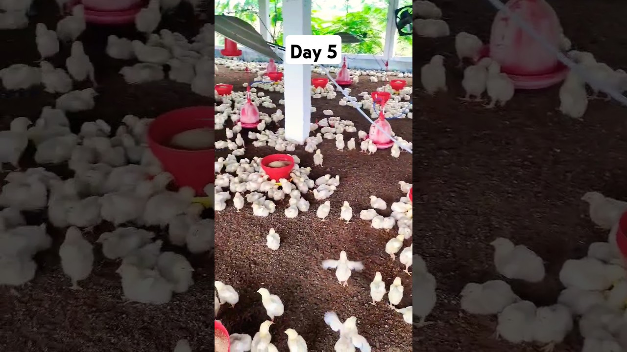 #poultryfarm