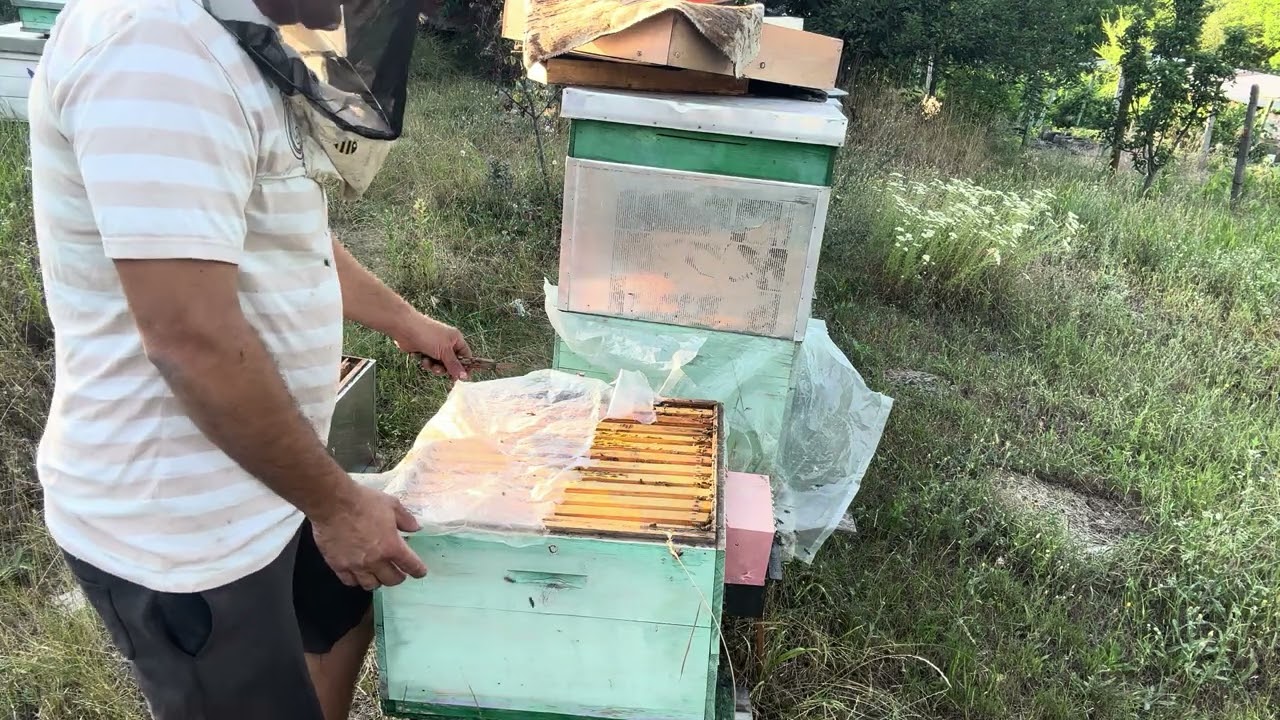 144. Cum sunt familiile/roii la 19 iulie in cuib si cat