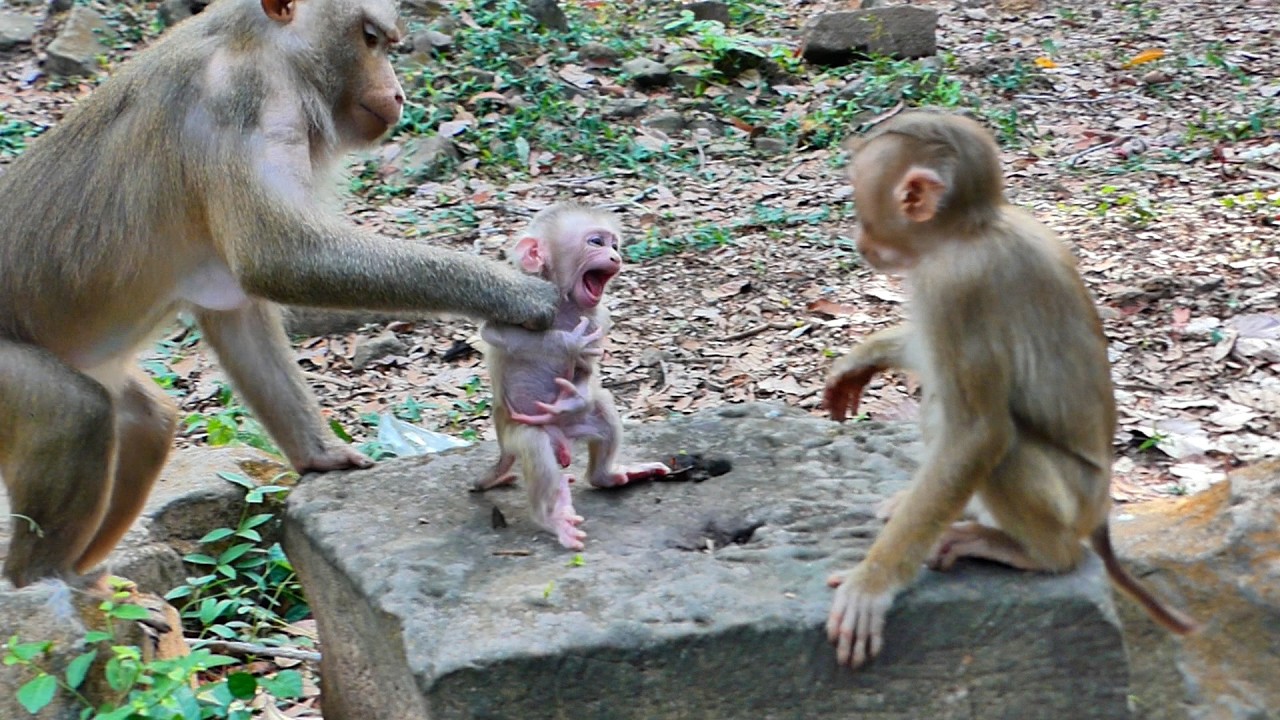 in Family Libby Today have  Funny reaction Leo and Libby Still teach hard lesson to Newborn Levy !