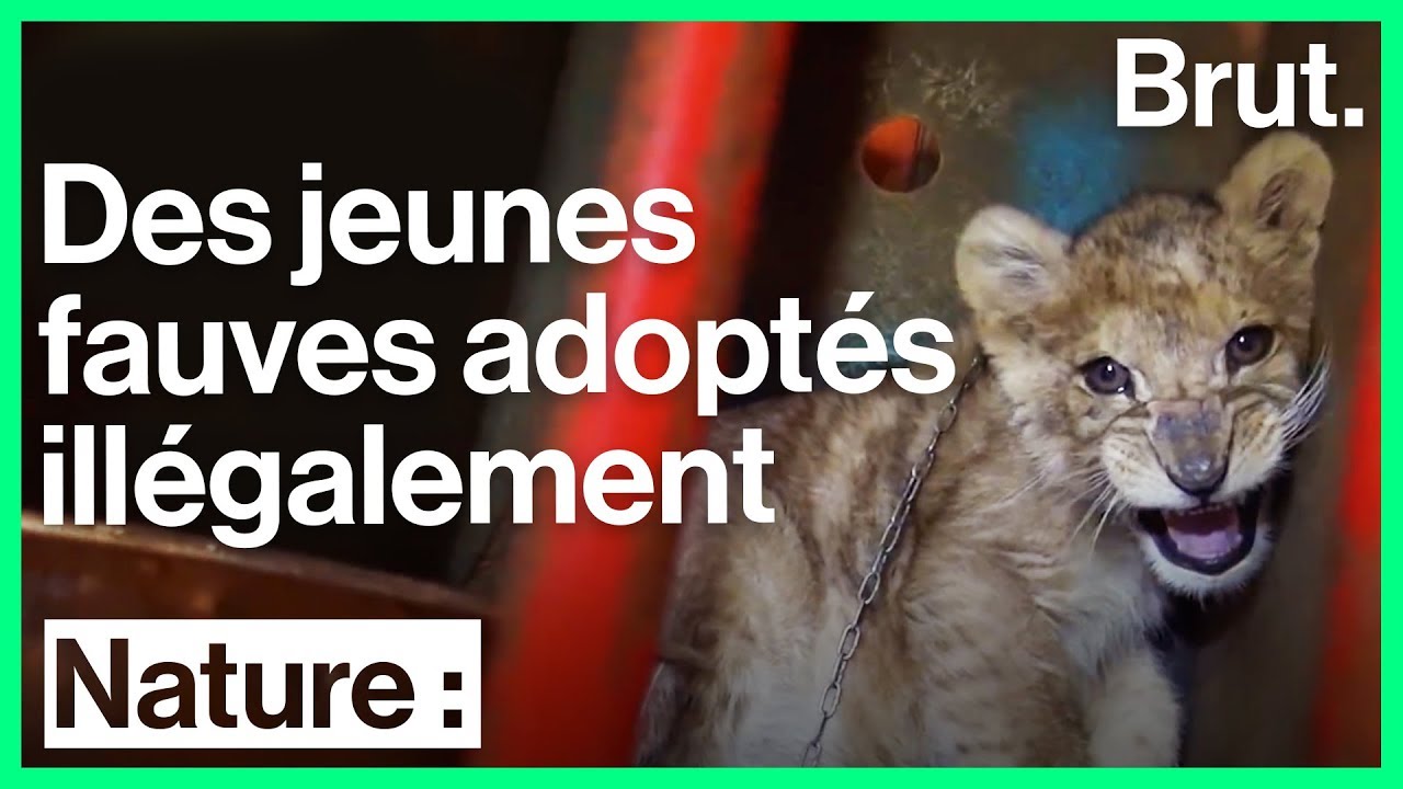 De plus en plus de personnes en France adoptent des fauves comme animaux de compagnie