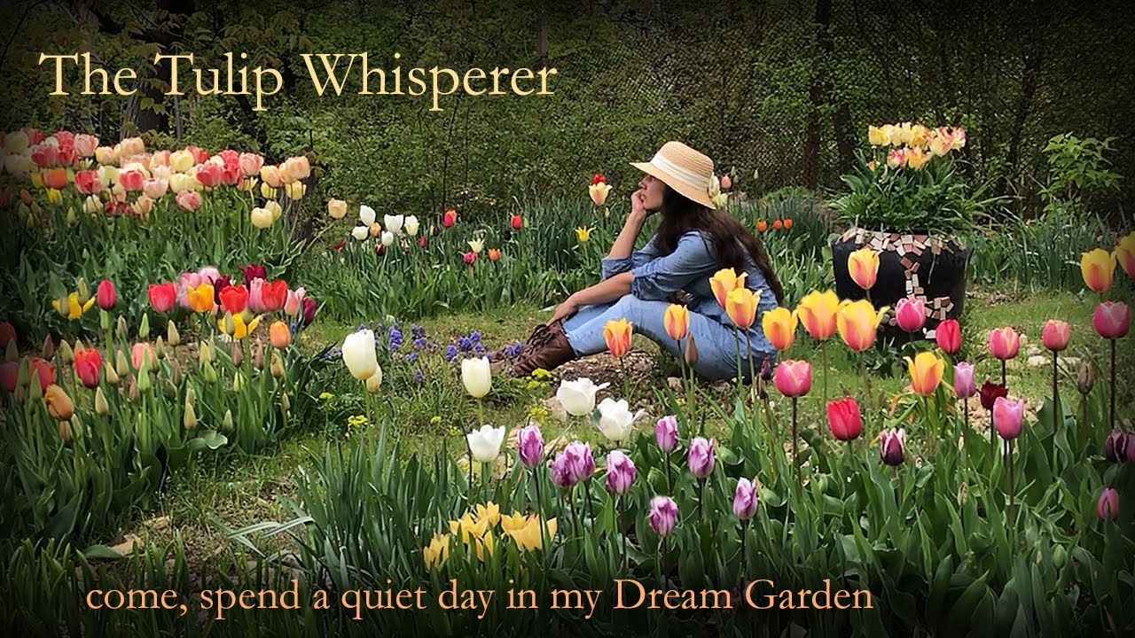 Glowing Tulips | Come, Weary Heart, Take Rest in my Garden!