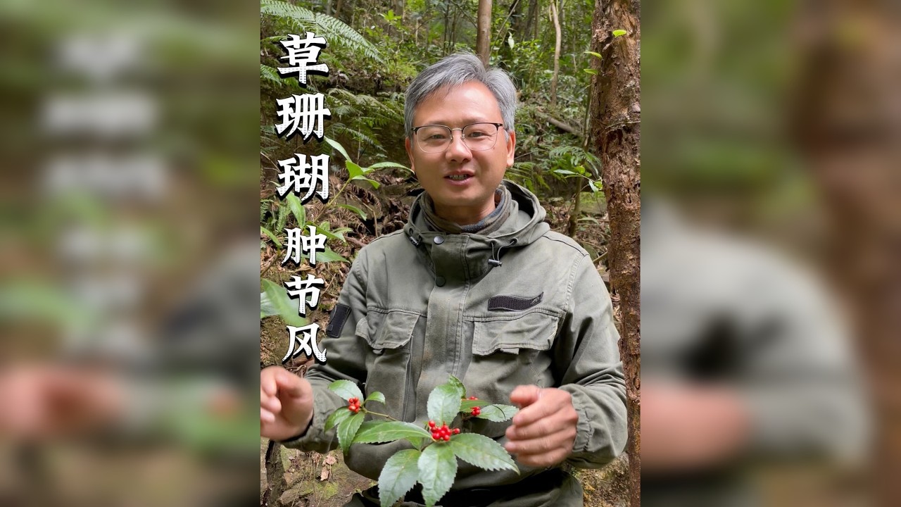 名为“珊瑚”，却扎根土壤，闻一下它的叶子，清香提神！