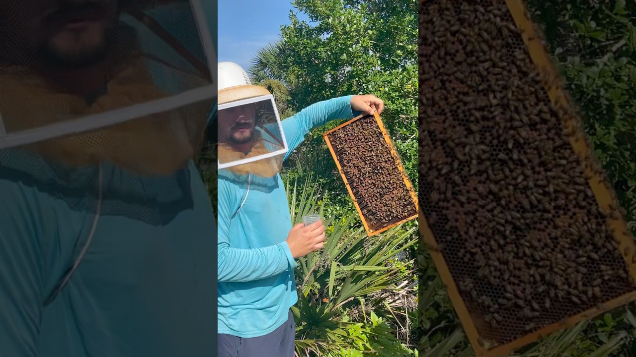 Varroa Mite Wash #beekeeping