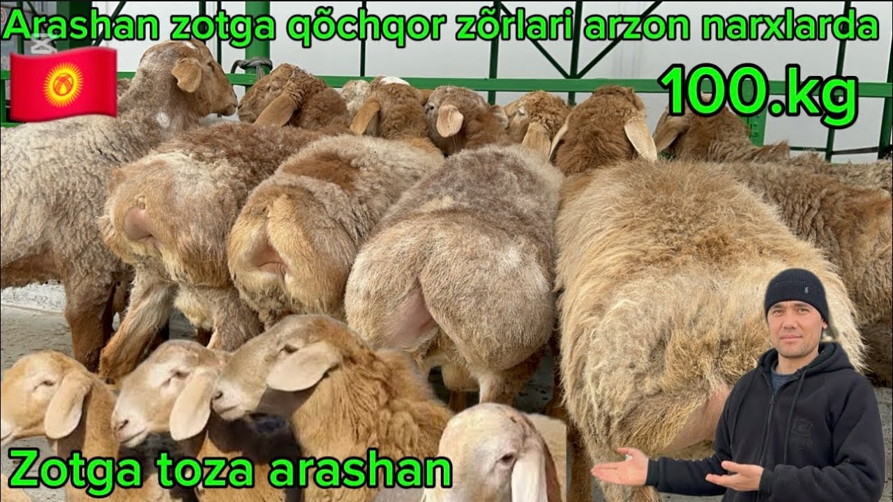 Azimjon akamizda arashan zotga qõchqorlardi zõrlari arzon narxlarda shoshiling 