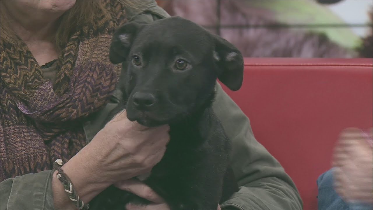 Pet of the Week: Jellybelly the puppy