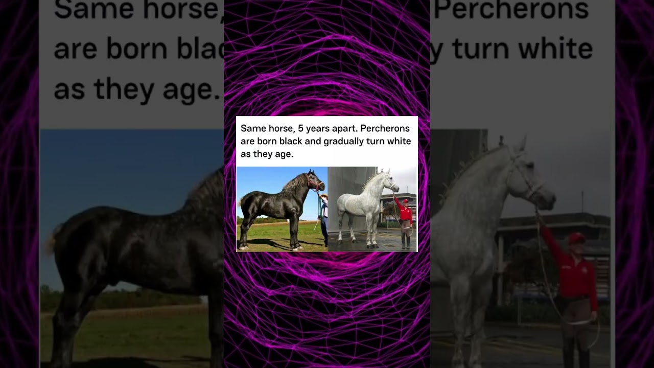 Same horse, 5 years apart Percherons are born black and gradually turn white as they age