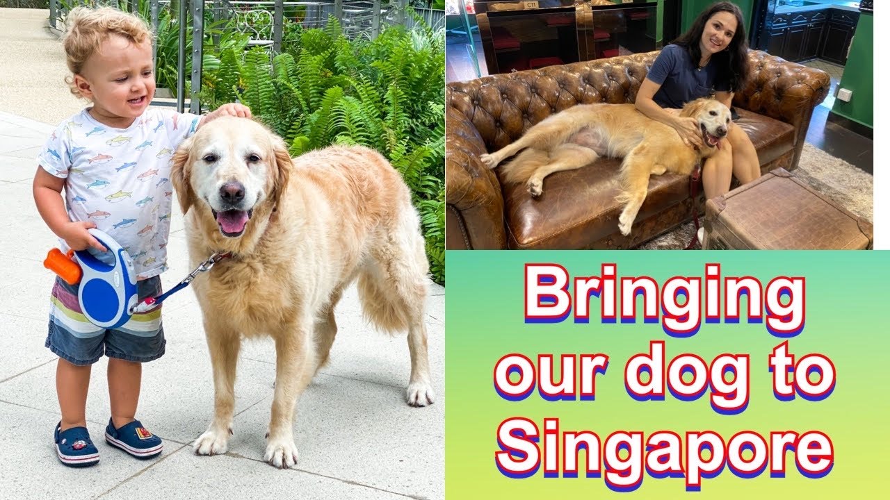 Dog in Singapore. Bringing the dog to Singapore.