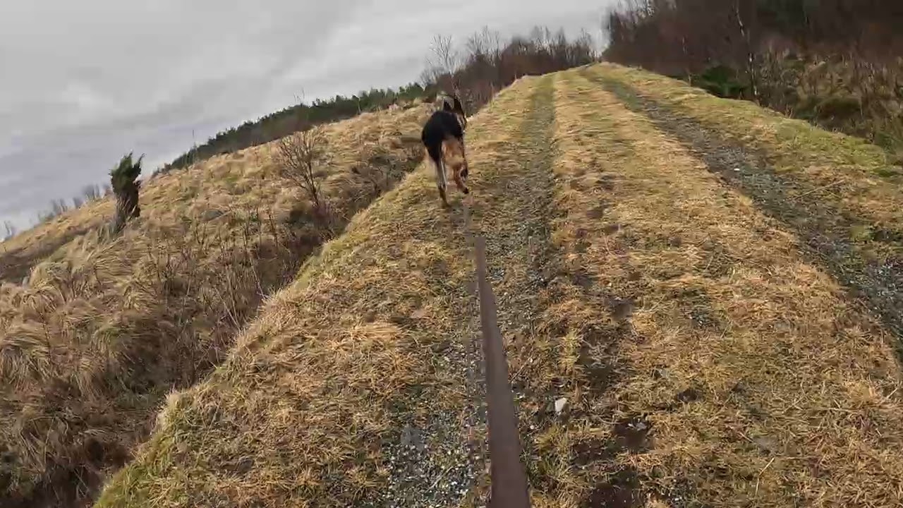 German shepherd on walk. Eros på tur.05.03.2026. Another one of you tubes most boring video.