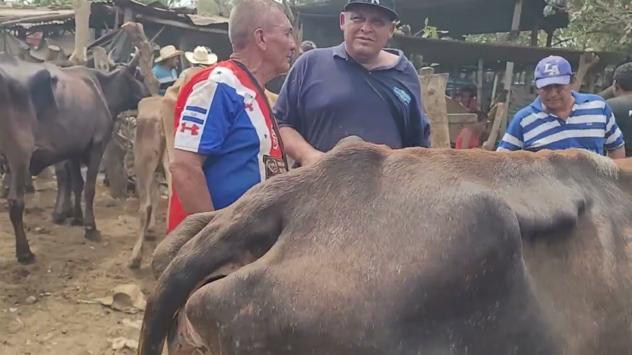 YUNTAS DE BUEYES Y VACAS PARA REPASTO EN EL TRÁNSITO SAN MIGUEL EL SALVADOR ON