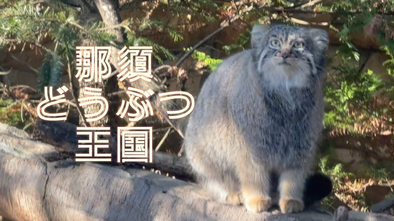 【那須どうぶつ王国】絶対外せない一番盛り上がるバードパフォーマンスショー『ブロード』