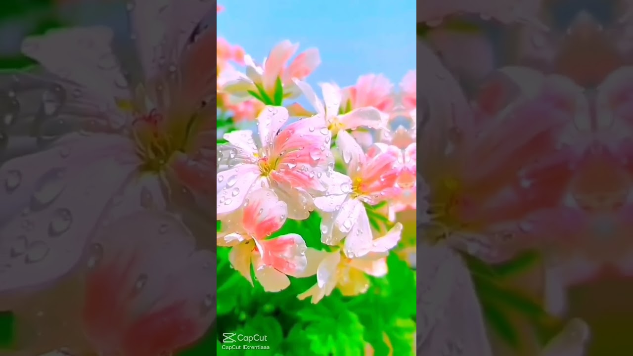 Do'a Penglaris Usaha fyp