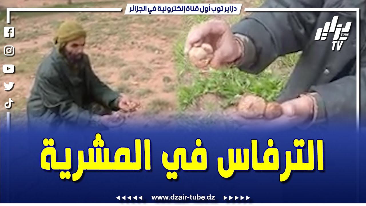شااااهدوا...هكذا يتم إستخراج  الترفاس ببلدية المشرية ولاية النعامة