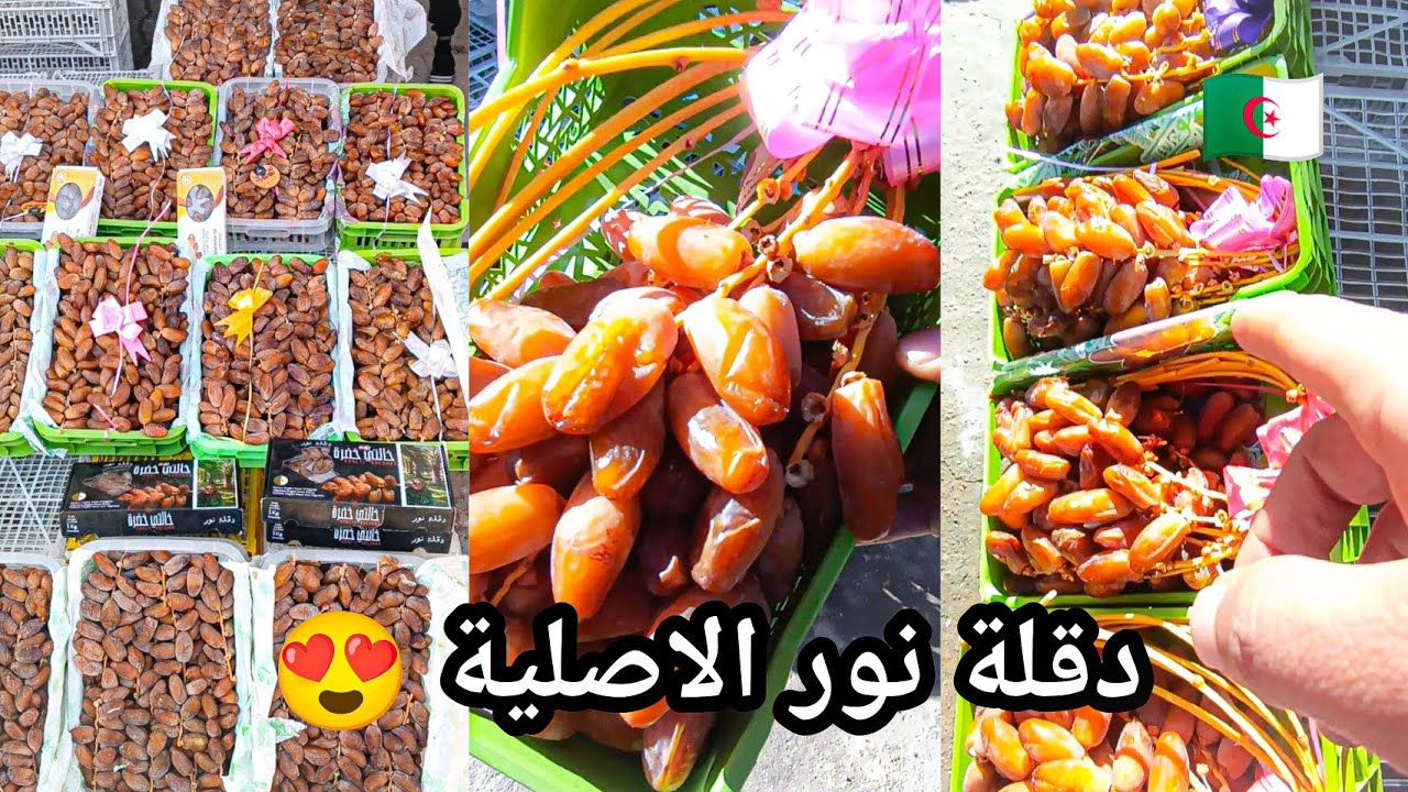 طولقة بسكرة الجزائر تشتهر باشهر انواع التمور ب العالم وهي دقلة نور الاصلية تمورها ذات جودة عالمية