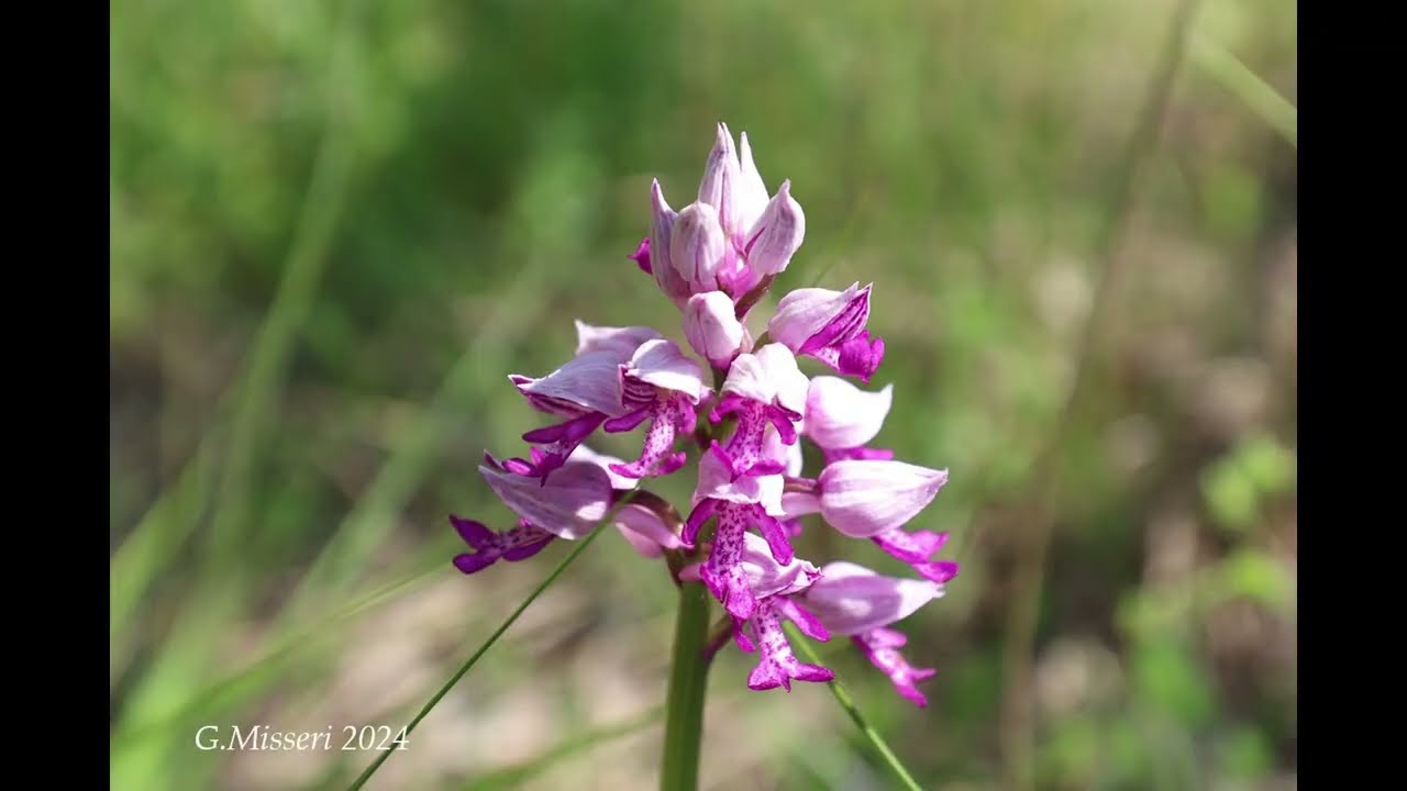 Video 219 - Tra #Orchidee selvatiche  e una meravigliosa Natura