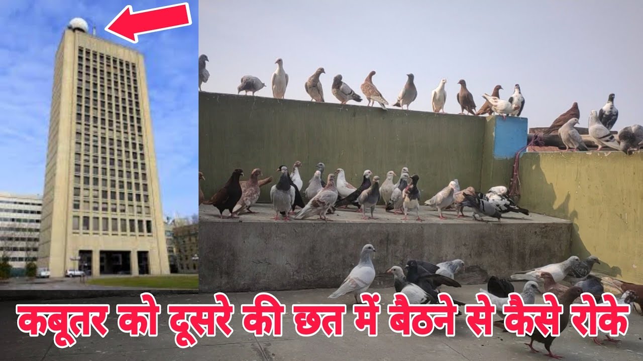 कबूतर दूसरे की छत पर बैठ जाए तो क्या करें | Kabootar dusre ki chhat pr baith jae toh kya kre