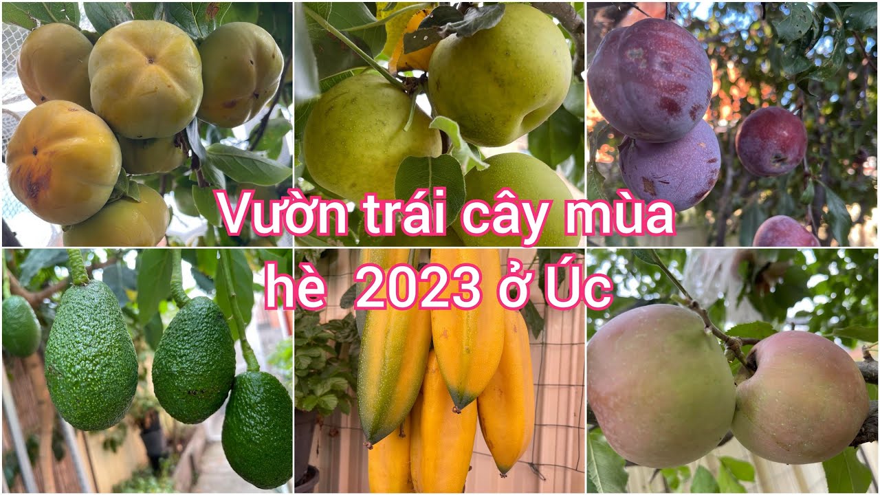 Cập nhật vườn cây ăn trái sau nhà ở Úc sau 7 tuần đi du lịch/My garden after 7 weeks holiday