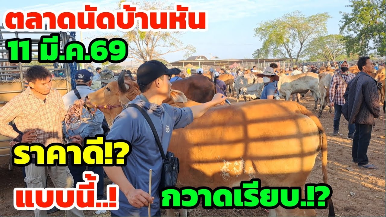 ราคาดี‼️11 มี.ค.69 ตลาดนัดบ้านหัน บรรยากาศสุดคึกคัก ไซส์ใหญ่ๆอ้วนๆเวียดกวาดเรียบ⁉️