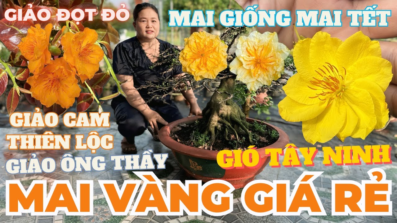 06-02 CHỊ THANH TRÀ Giao Lưu Mai Vàng Giá Rẻ, Giảo Ông Thầy, Gió Tây Ninh, Giảo Đọt Đỏ, Cúc Đổi Màu