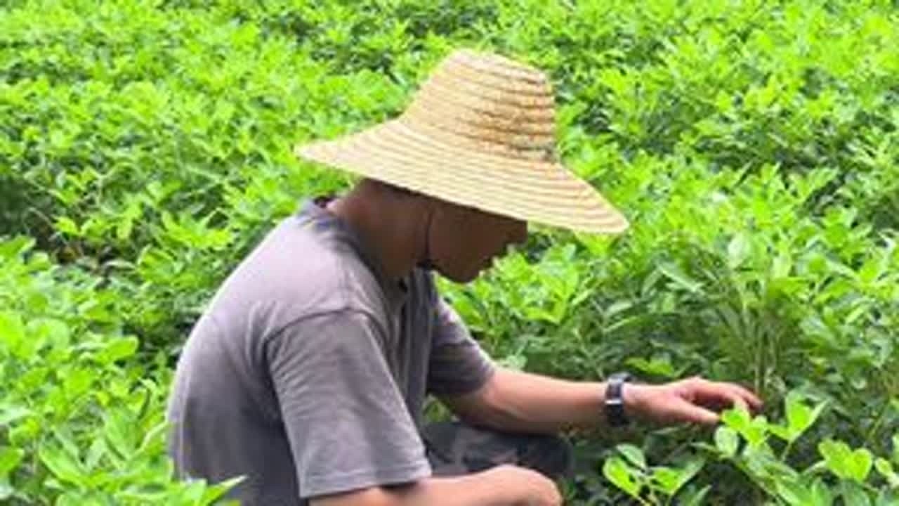 花生种下去有90天了，拔一颗出来看看，到底长得怎么样了？ #农村 #花生 #种植 #我的乡村生活 #返乡创业