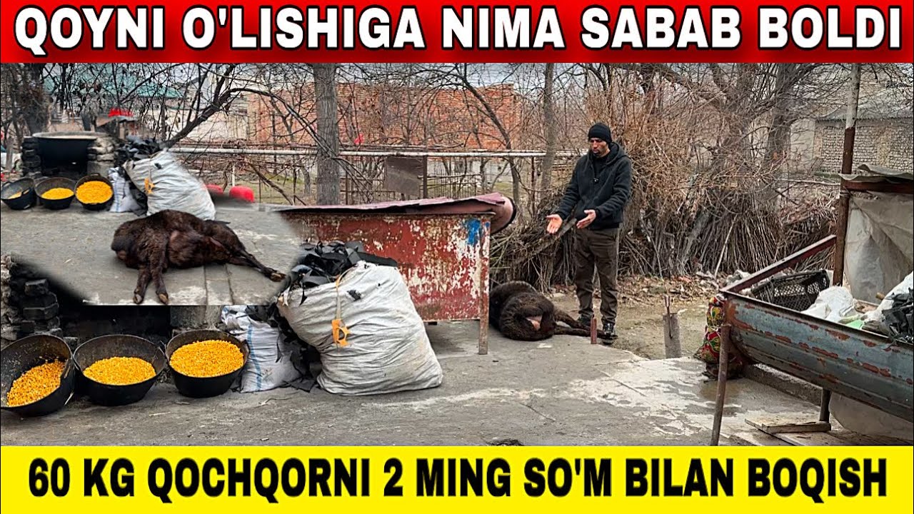 XECHKIMNI CHORVASI NOBUD BOLMASIN. 2 MING SO&rsquo;M BILAN QOCHQOR BOQISH