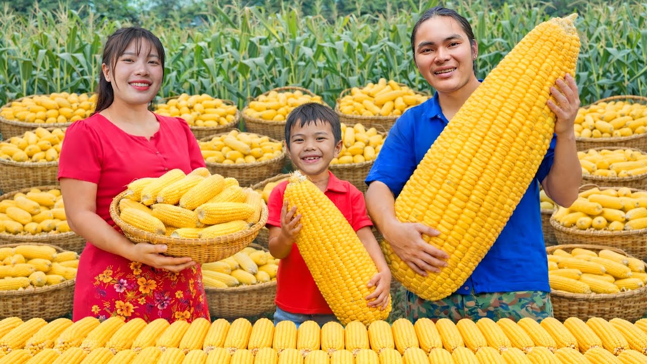 Harvesting Sweet Corn from the Hillside and Taking It to the Market to Sell | SURVIVAL ALONE
