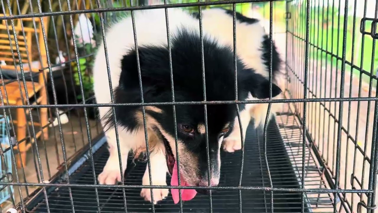 4 năm trước anh chị cho con củ ghiền 4 năm sau anh chị gọi hổ trợ 5trieu giao thêm một đứa nữa 