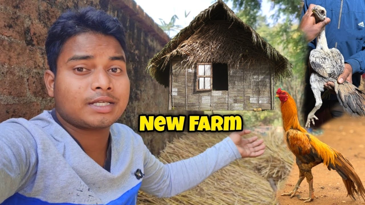 New Farm Ban Raha Hai 🏠 || Bundu Ranchi High Flyer Aseel Farm 