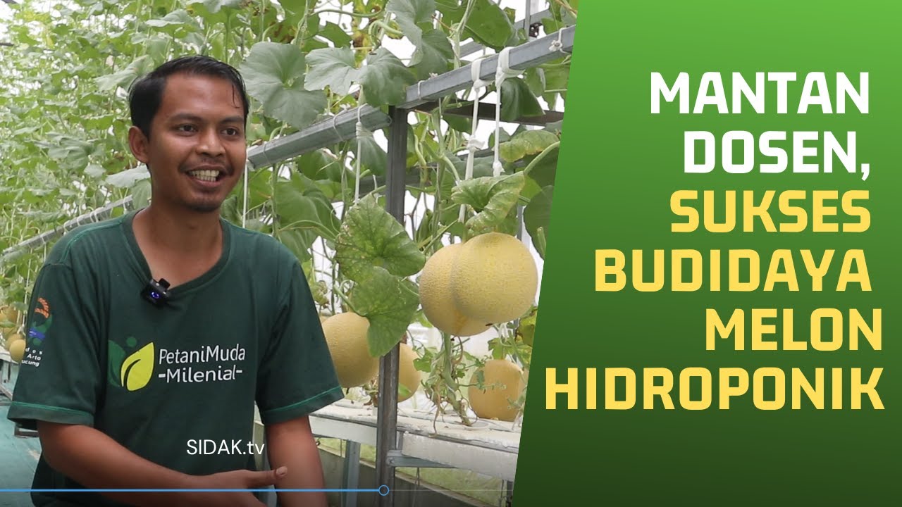 BUDIDAYA MELON HIDROPONIK YANG SEMAKIN DILIRIK
